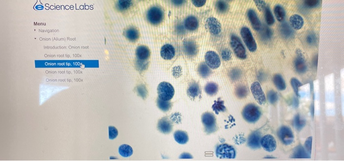 EXPERIMENT 1: OBSERVATION OF MITOSIS IN A PLANT CELL | Chegg.com