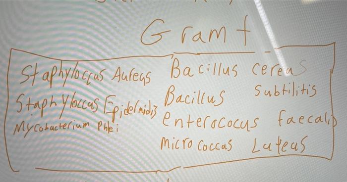 Solved can you make a gram + bacterial dichotomous key with | Chegg.com
