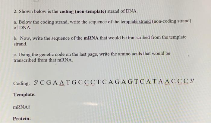 Solved 2. Shown below is the coding (non-template) strand of | Chegg.com