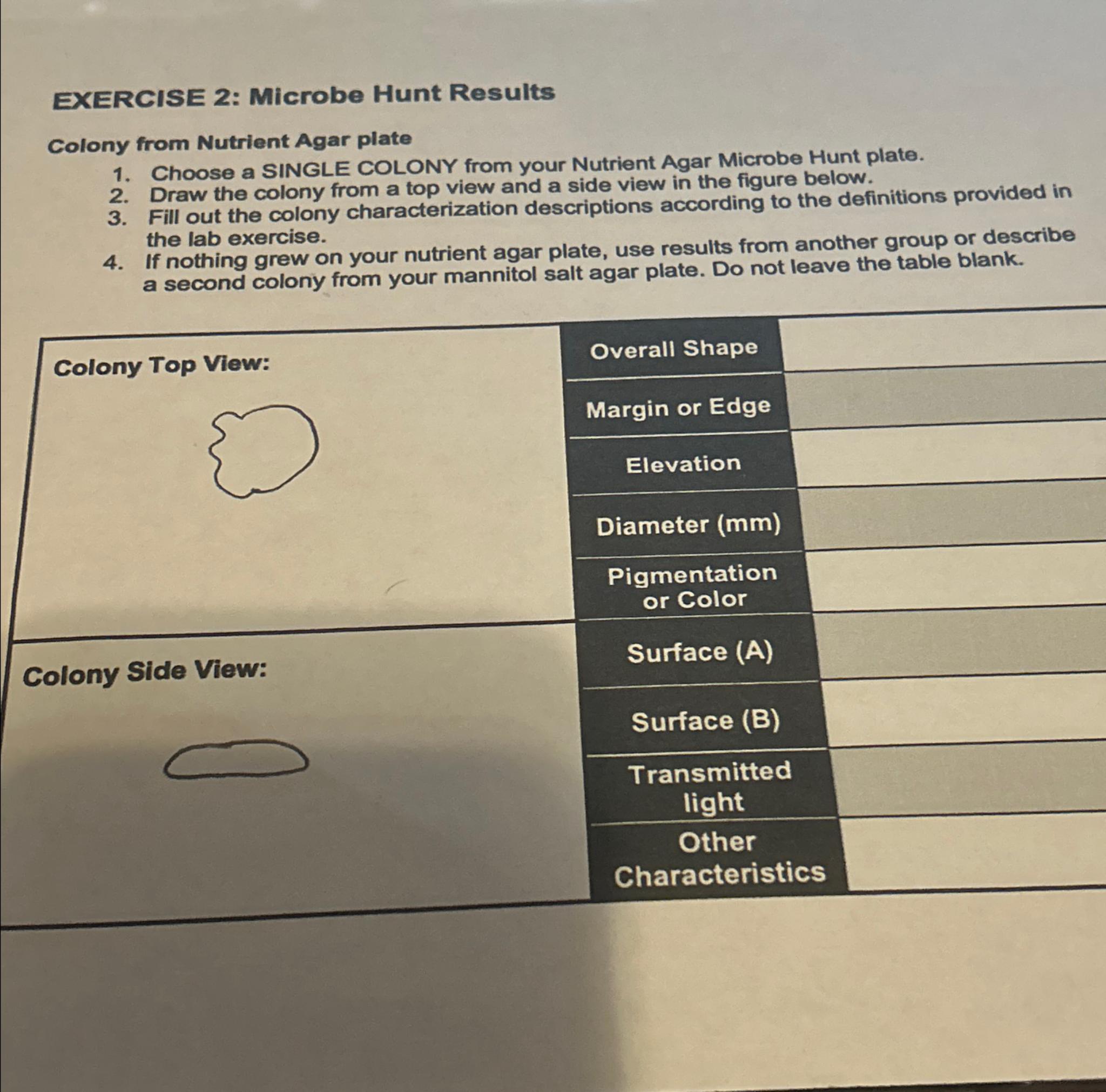 Solved EXERCISE 2: Microbe Hunt ResultsColony from Nutrient | Chegg.com