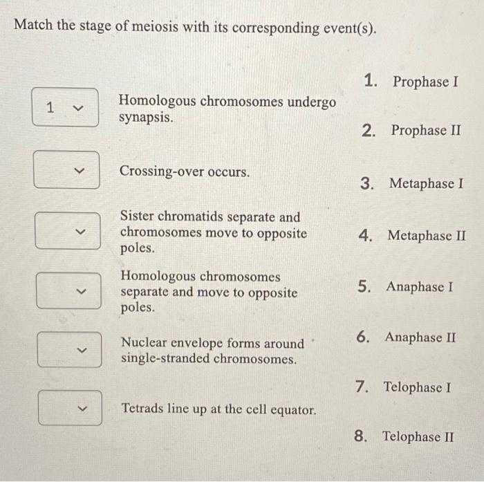 Solved Match the stage of meiosis with its corresponding | Chegg.com