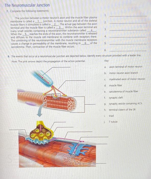 Solved 5. The drawing and photomicrograph below show a