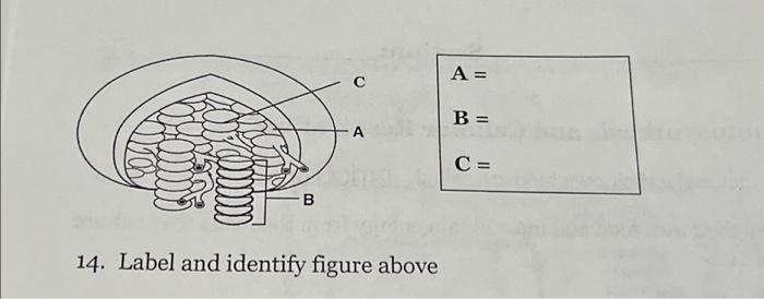 Solved B C A 14. Label and identify figure above A = B = C = | Chegg.com