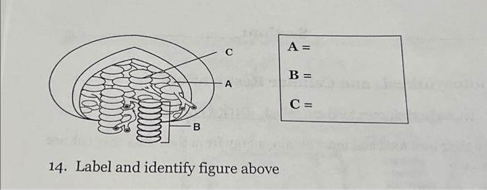 Solved B C A 14. Label And Identify Figure Above A = B = C = | Chegg.com