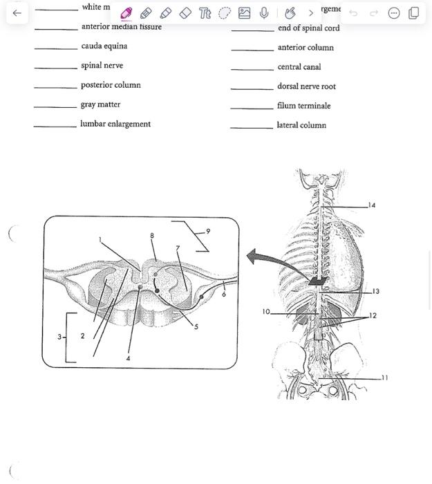 white \( \mathrm{m} \) anterior median tissure end of spinal cord cauda equina anterior column spinal nerve central canal pos