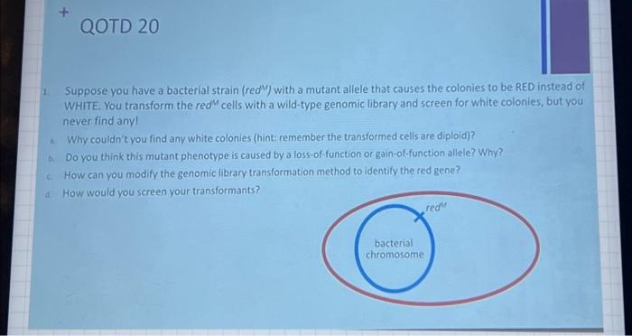 Solved 1. Suppose you have a bacterial strain (red M ) with | Chegg.com