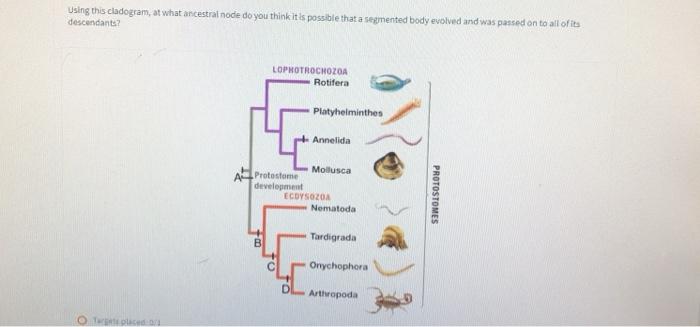 Solved Using this cladogram, at what ancestral node do you | Chegg.com