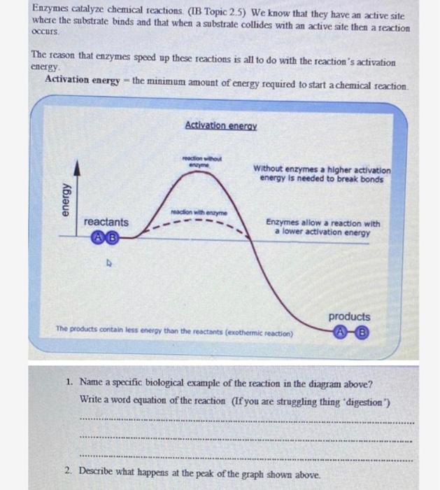 Solved Enzymes catalyze chemical reactions. (IB Topic 2.5)
