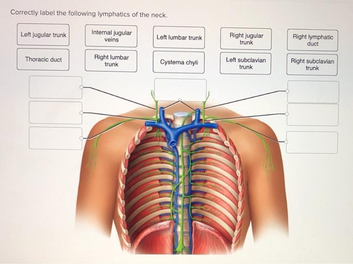 Solved Correctly label the following lymphatics of the neck.