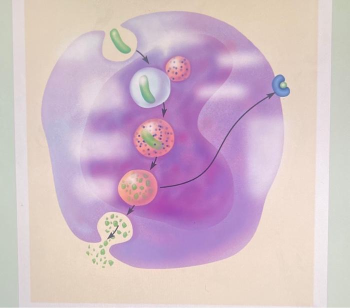 Solved Natural Killer Cell action Phagocytosis