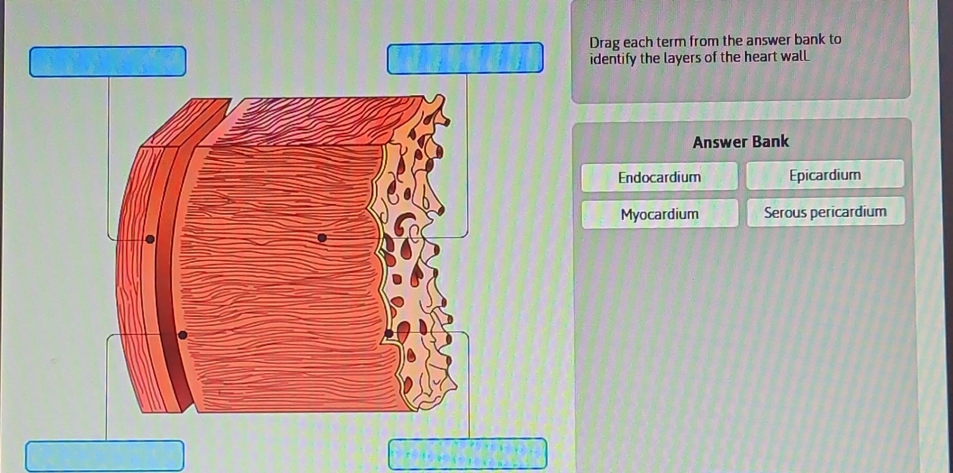 Solved Drag each term from the answer bank to identify the