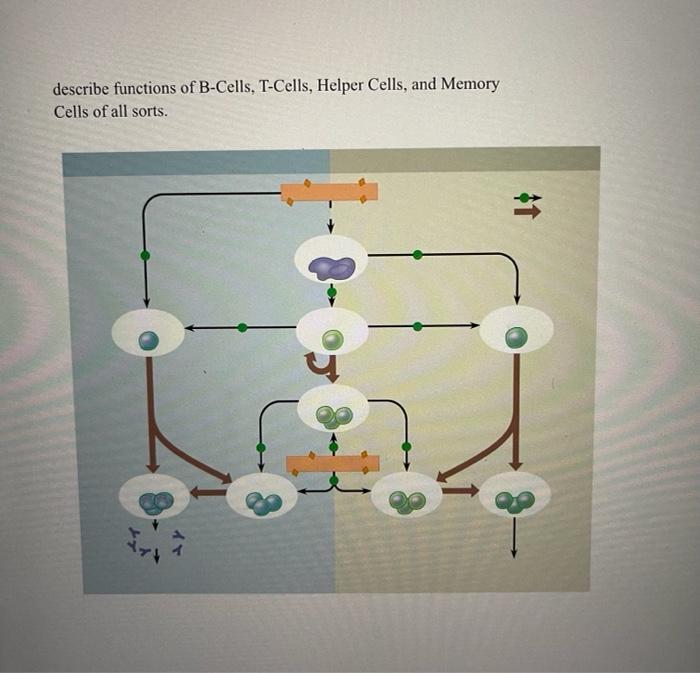 b cells and helper t cells are part of the