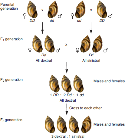 Figure 6.14 Describes An Example Of A Maternal Effect Gene... | Chegg.com