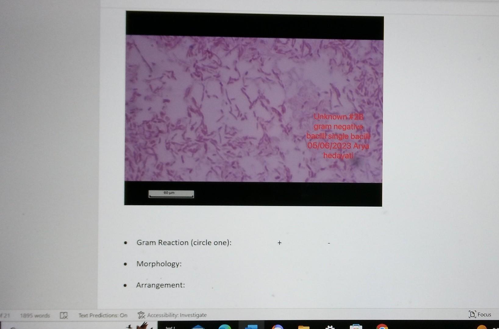 Solved - Gram Reaction (circle One): - Morphology: - | Chegg.com