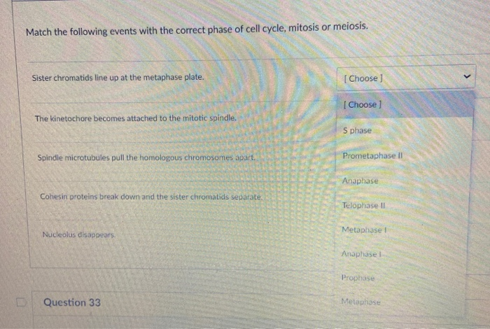 Solved Match the following events with the correct phase of | Chegg.com