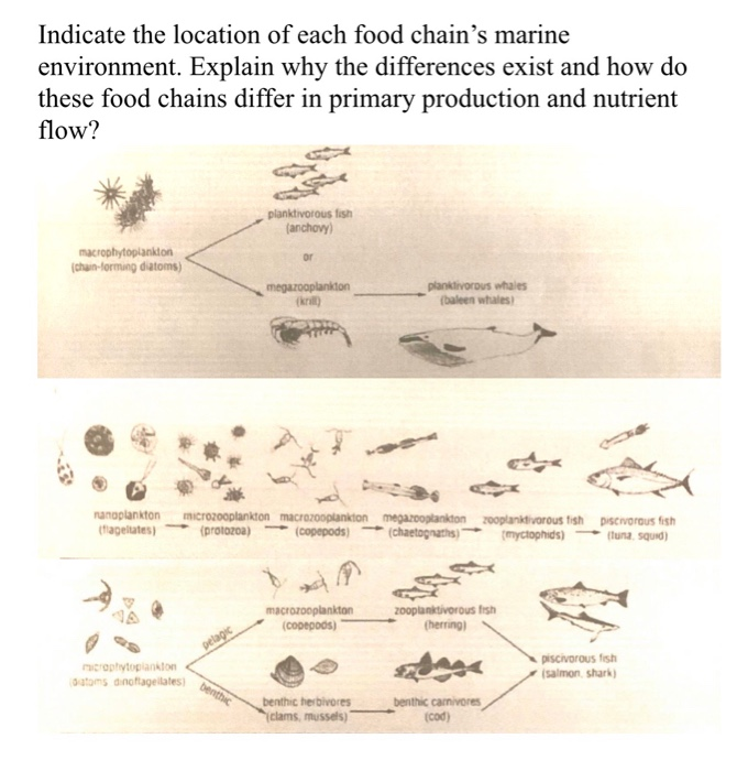 Solved Indicate the location of each food chain
