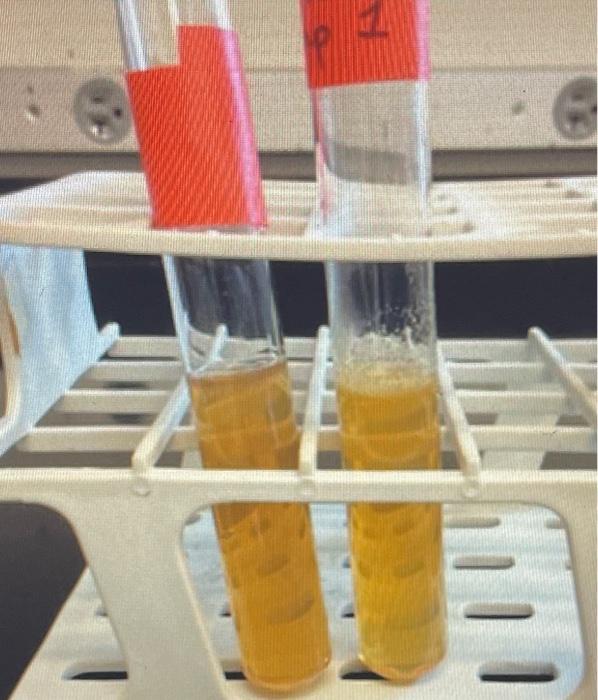 Solved picture 1: the left tube is uninoculated and the | Chegg.com