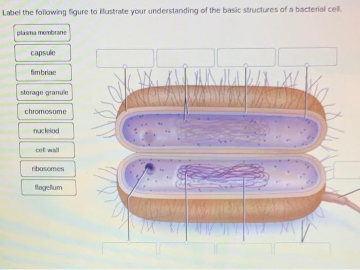Solved Label the following figure to illustrate your | Chegg.com