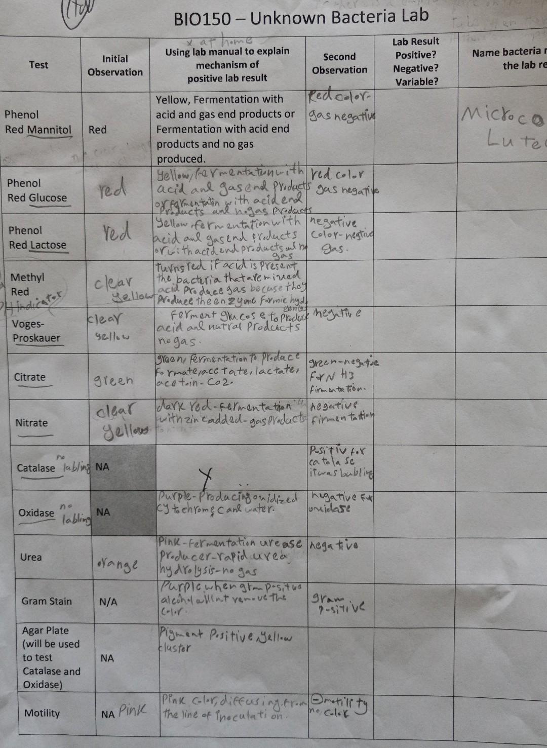 Solved help to fill the unknown bacteria lab