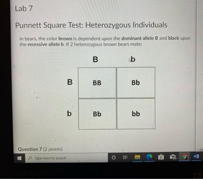 Solved Lab 7 Square Test Heterozygous Individuals