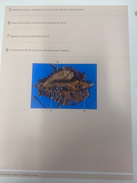 Solved 5 Identify the phylum, subphylum, and class of the