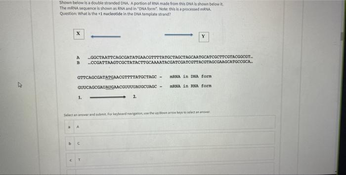 Solved 27 Shown below is a double stranded DNA. A portion of | Chegg.com