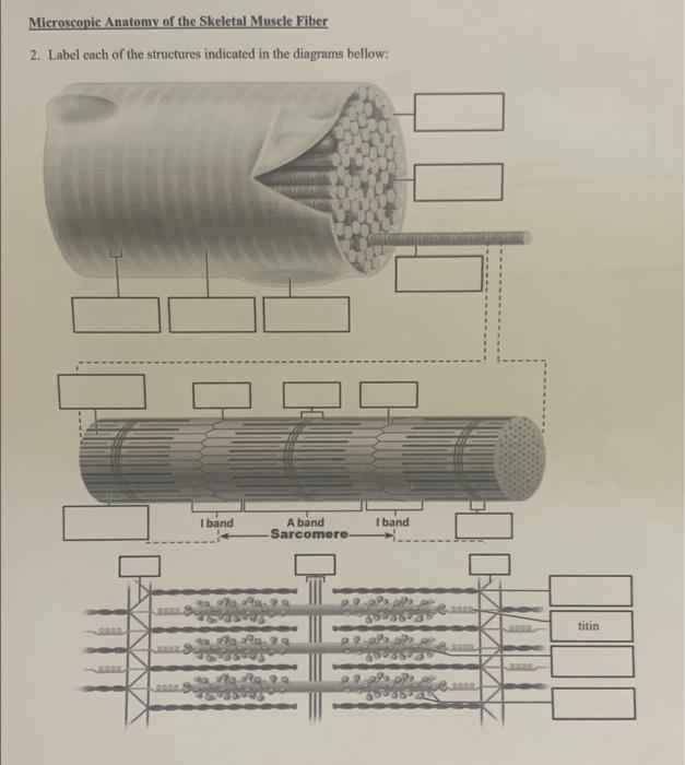 Microscopic Anatomy of the Skeletal Muscle Fiber 2. | Chegg.com