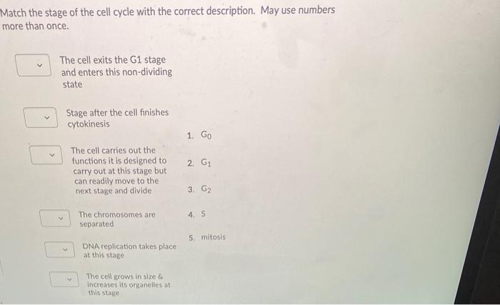 Solved Match the stage of the cell cycle with the correct | Chegg.com