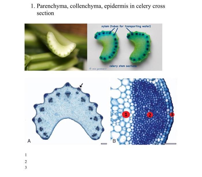 phloem and xylem in celery