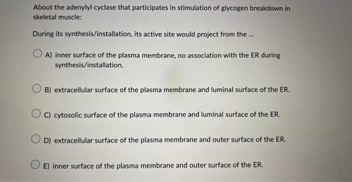 About the adenylyl cyclase that participates in stimulation of glycogen breakdown in skeletal muscle:
During its synthesis/in