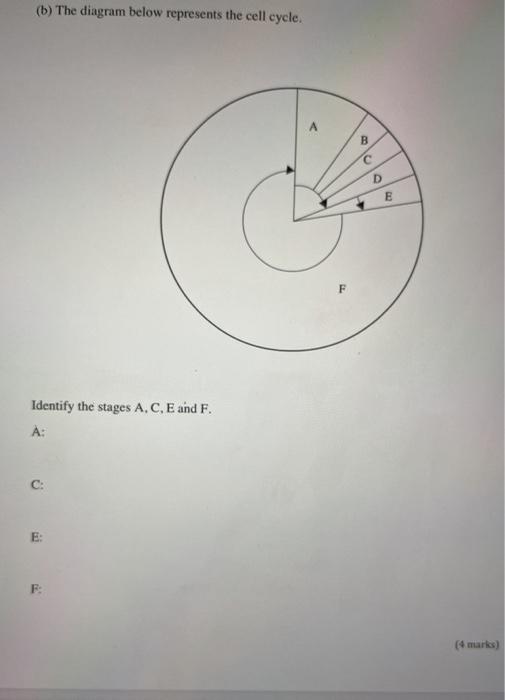 Solved (b) The diagram below represents the cell cycle. B D | Chegg.com