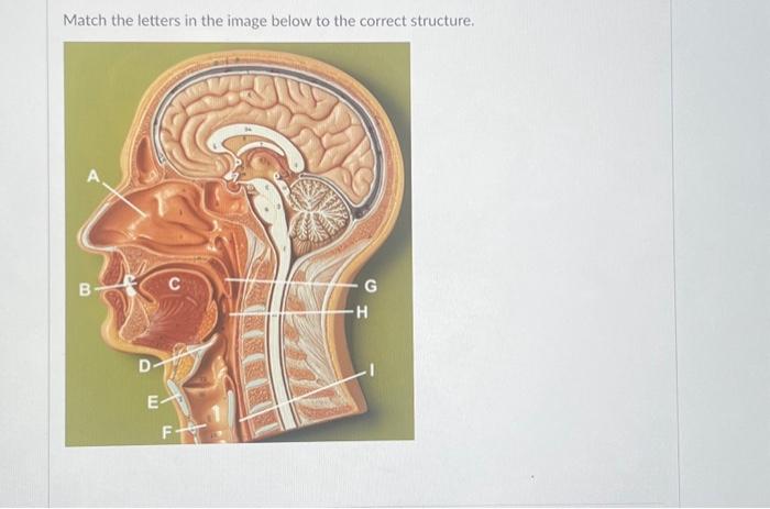 Solved Match the letters in the image below to the correct | Chegg.com