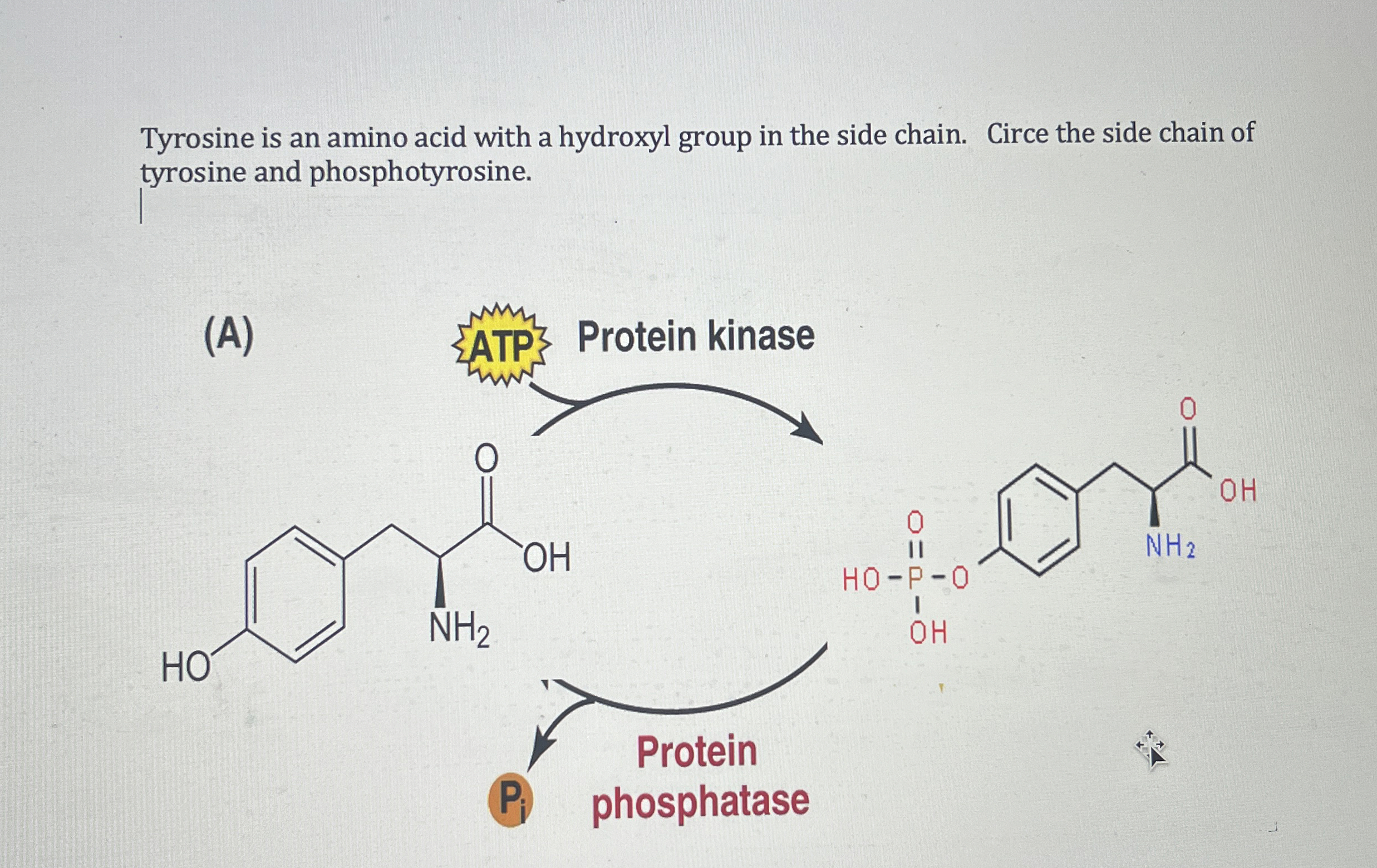 Solved Tyrosine is an amino acid with a hydroxyl group in | Chegg.com