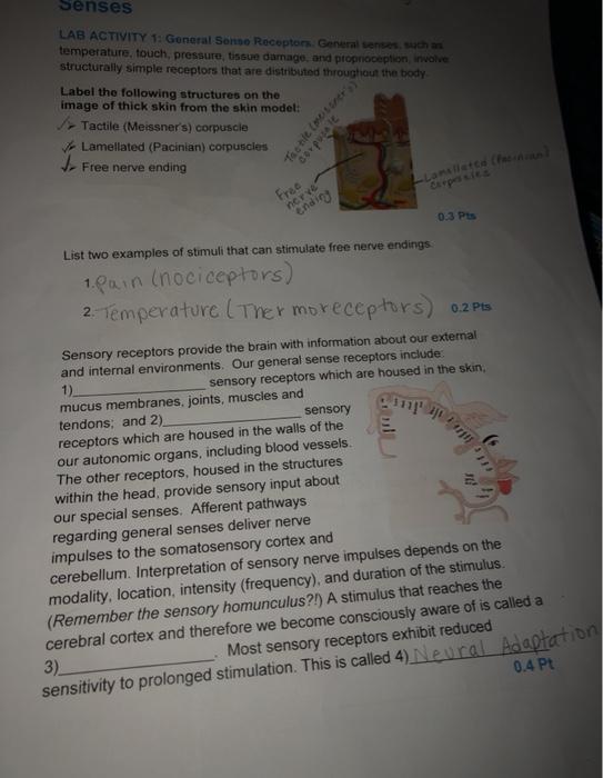 Solved senses LAB ACTIVITY 1 General Sonno Receptors.
