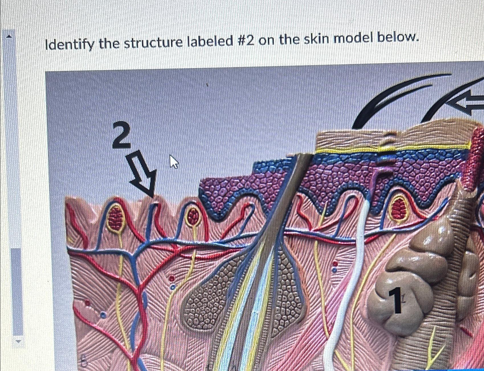 Solved Identify the structure labeled #2 ﻿on the skin model | Chegg.com