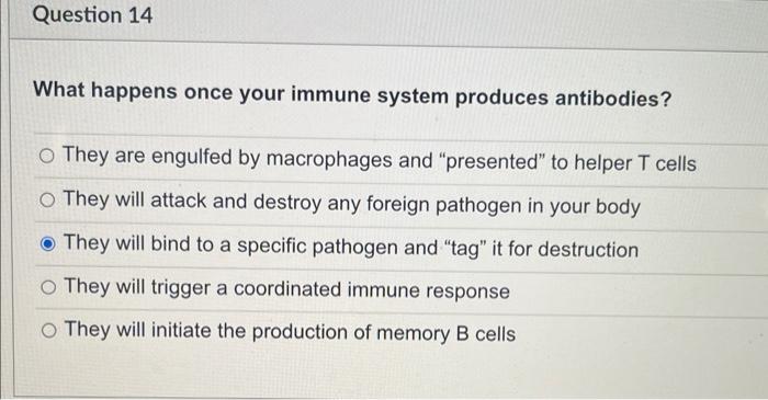 Solved What happens once your immune system produces | Chegg.com