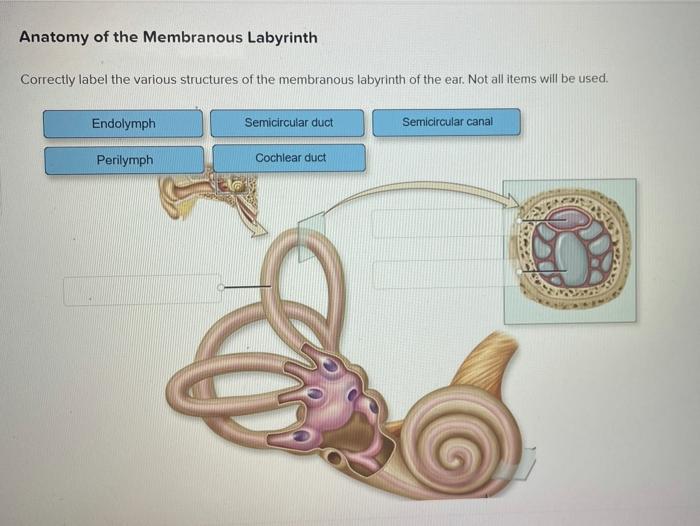 Solved Anatomy of the Membranous Labyrinth Correctly label | Chegg.com