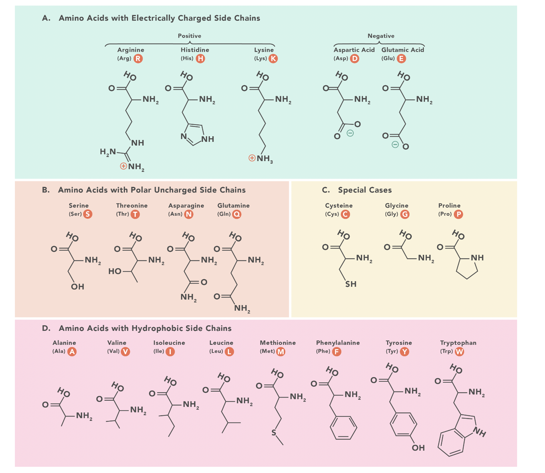 Solved Using the table of amino acids on p4, ﻿identify two | Chegg.com