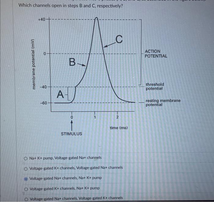 Solved Which channels open in steps B and C, respectively? | Chegg.com
