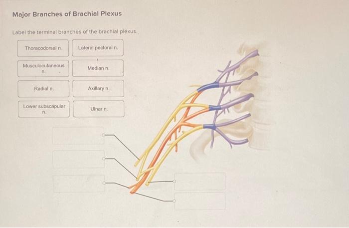 Solved Major Branches of Brachial Plexus Label the terminal