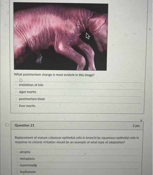 Solved What postmortem change is most evident in this image?