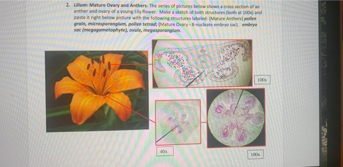 lily ovary cross section labeled