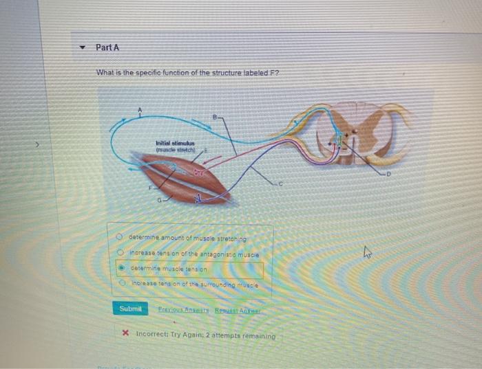 Solved Part A What is the specific function of the structure 