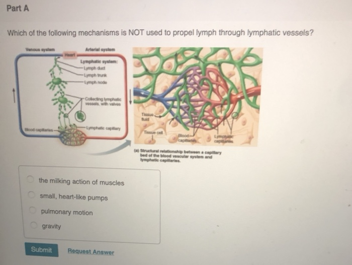 Solved Part A Which Of The Following Distinguishes Lymphatic | Chegg.com Solved Part A Which Of The Following Distinguishes Lymphatic | Chegg.com