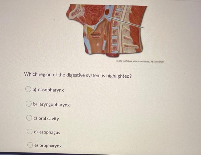 solved-which-structures-are-highlighted-a-intestinal-chegg