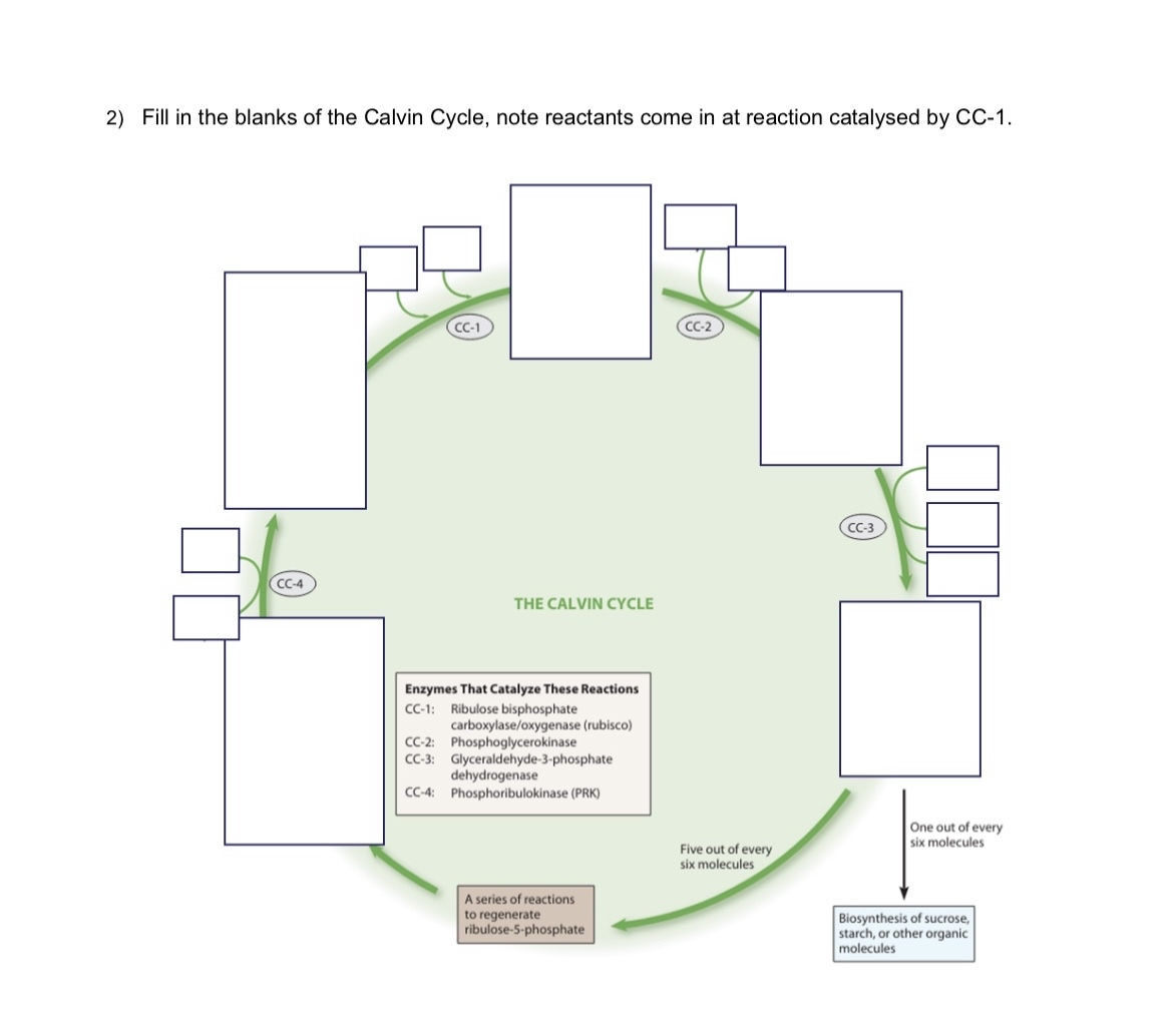 Fill in the blanks of the Calvin Cycle, note | Chegg.com