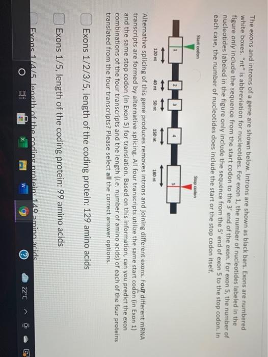 Solved The exons and introns of a gene are shown below. | Chegg.com