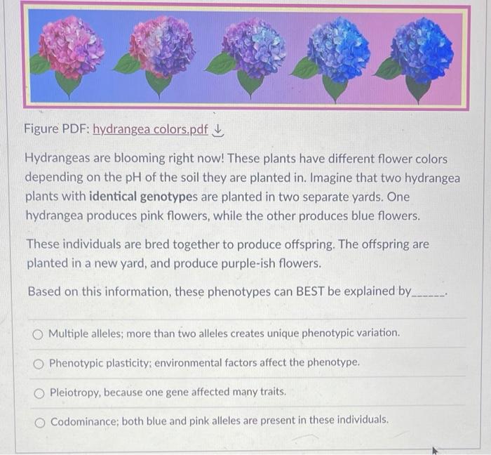 Solved Figure PDF: hydrangea colors.pdf Hydrangeas are | Chegg.com