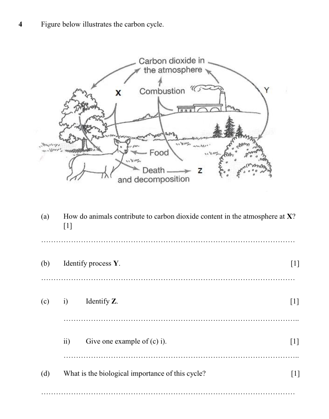 Solved 4 ﻿Figure below illustrates the carbon cycle.(a) ﻿How | Chegg.com