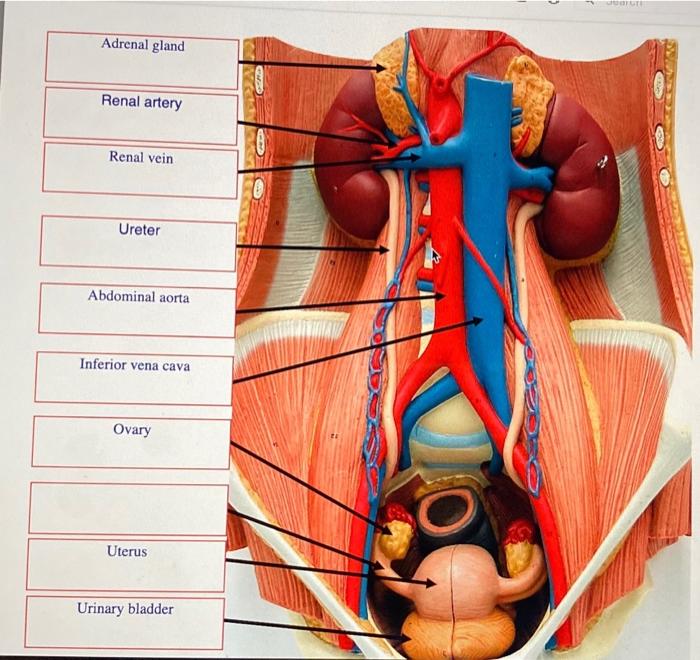 Adrenal gland
Renal artery
Renal vein
Ureter
Abdominal aorta
Inferior vena cava
Ovary
Uterus
Urinary bladder
(
JUBIGTE